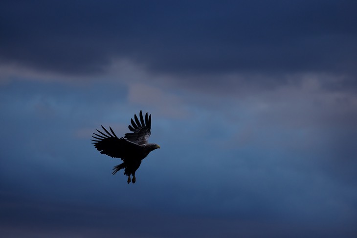 white tailed eagle