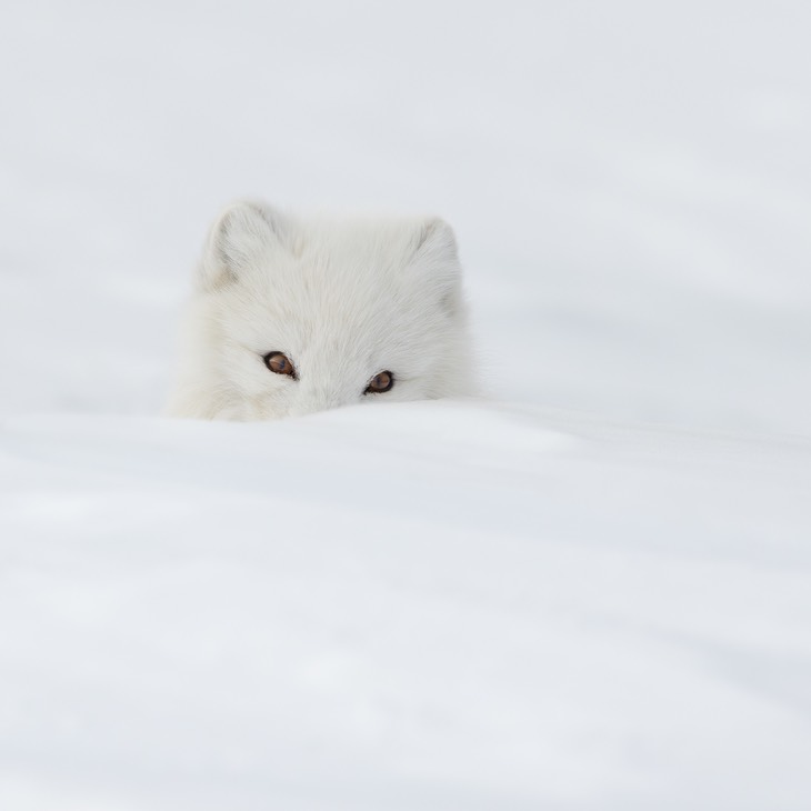 arctic fox