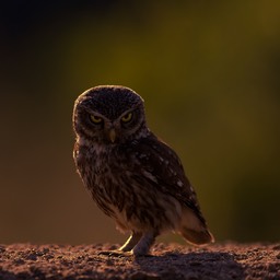 little owl