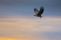 white tailed eagle