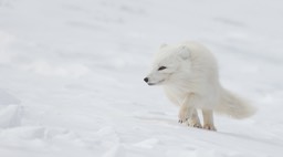 arctic fox