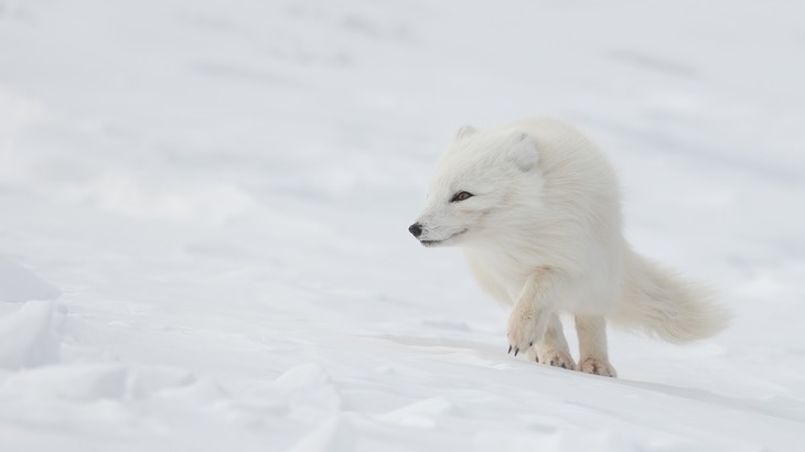 arctic fox