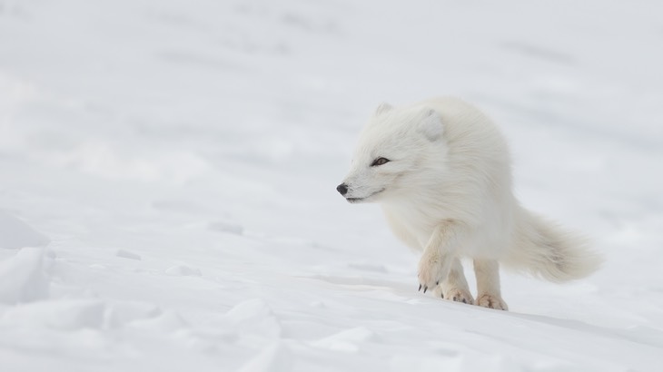 arctic fox