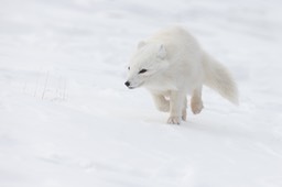 arctic fox