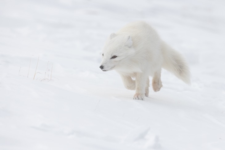 arctic fox