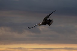 white tailed eagle