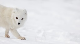 arctic fox