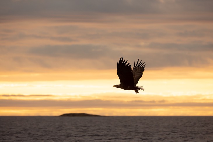 white tailed eagle