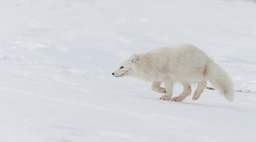 arctic fox