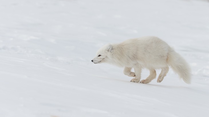 arctic fox