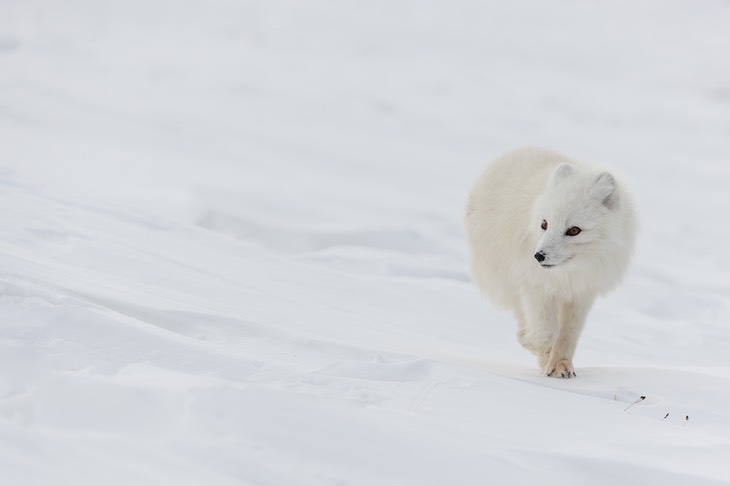 arctic fox