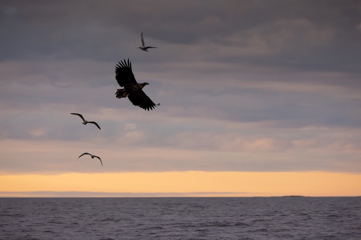 white tailed eagle