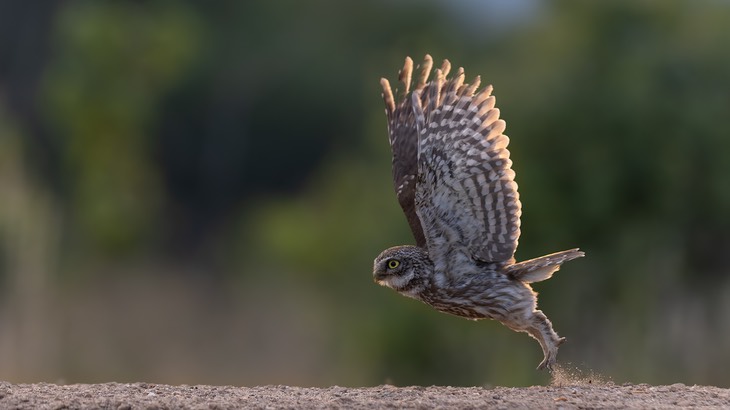 little owl