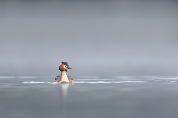 great crested grebe