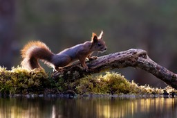 red squirrel