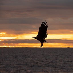 white tailed eagle