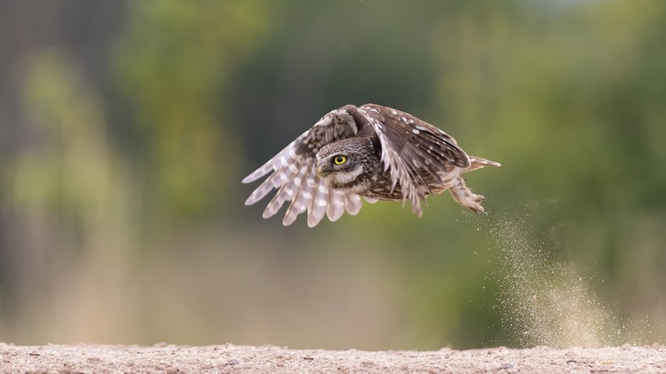 little owl