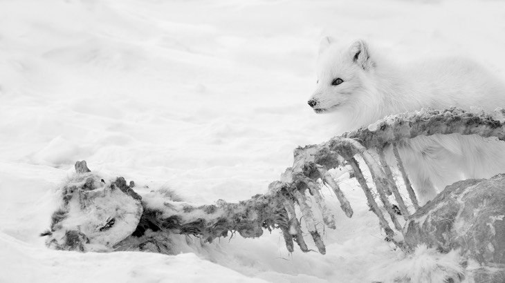 arctic fox