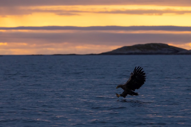 white tailed eagle