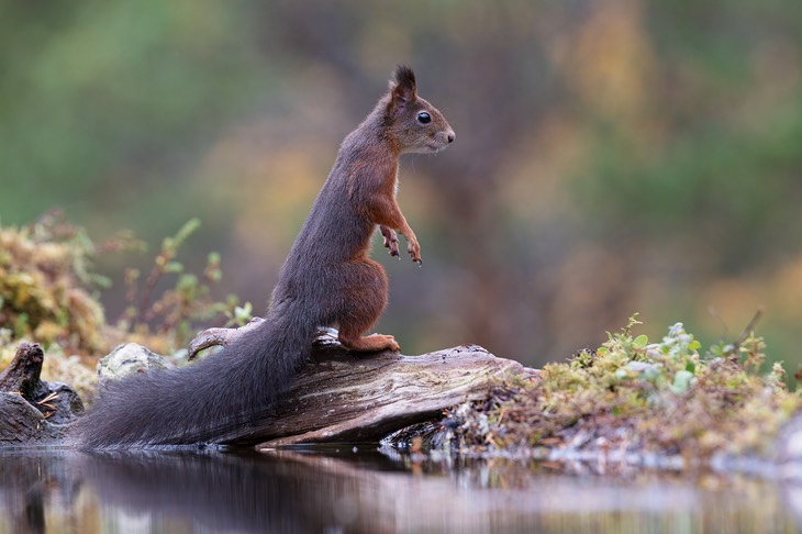 red squirrel