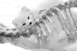 arctic fox