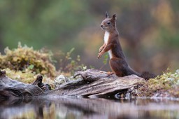 red squirrel