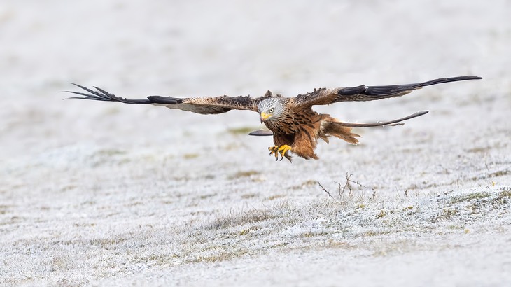 red kite