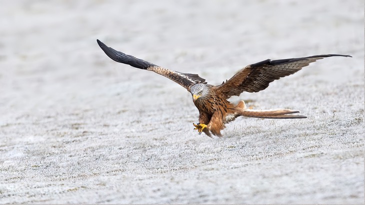 red kite