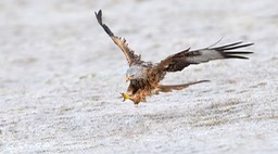 red kite