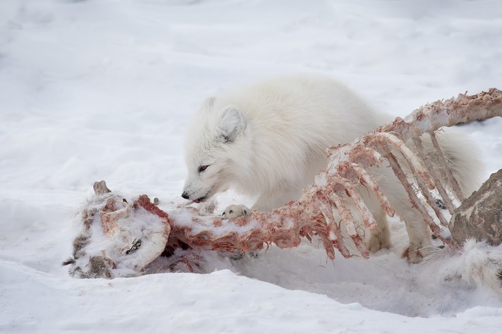 arctic fox