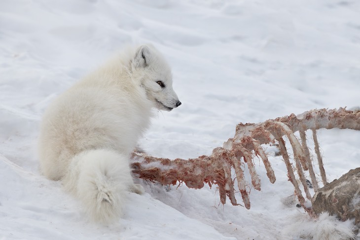 arctic fox