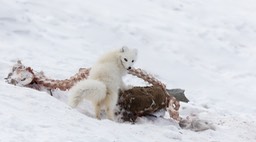 arctic fox