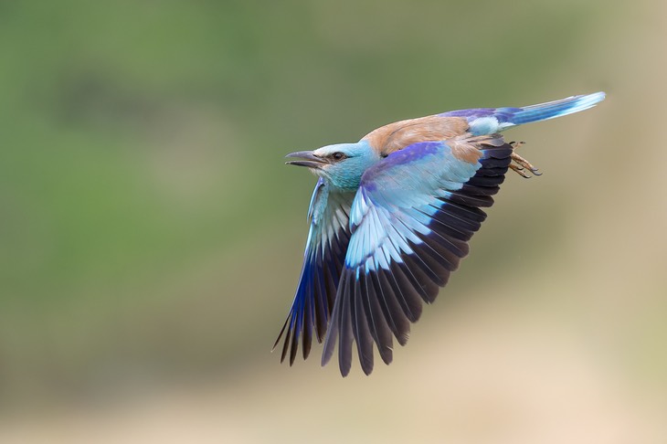 european roller