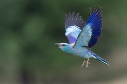 european roller