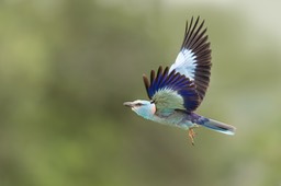 european roller