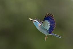 european roller