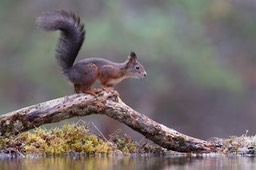 red squirrel