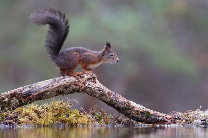 red squirrel