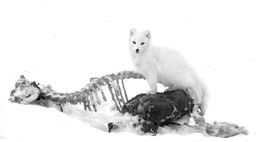 arctic fox