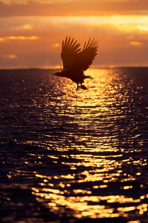 white tailed eagle