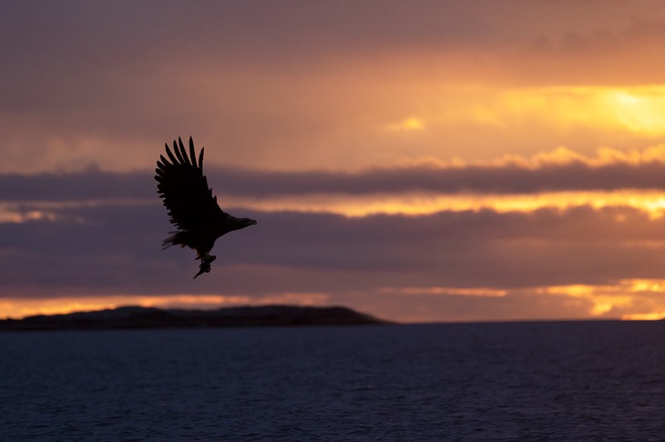 white tailed eagle