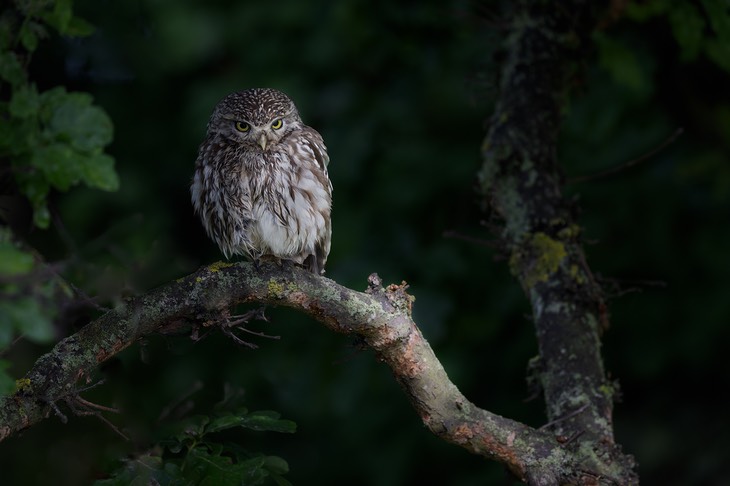 little owl