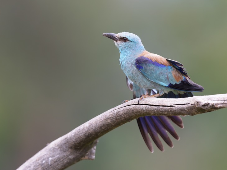 european roller