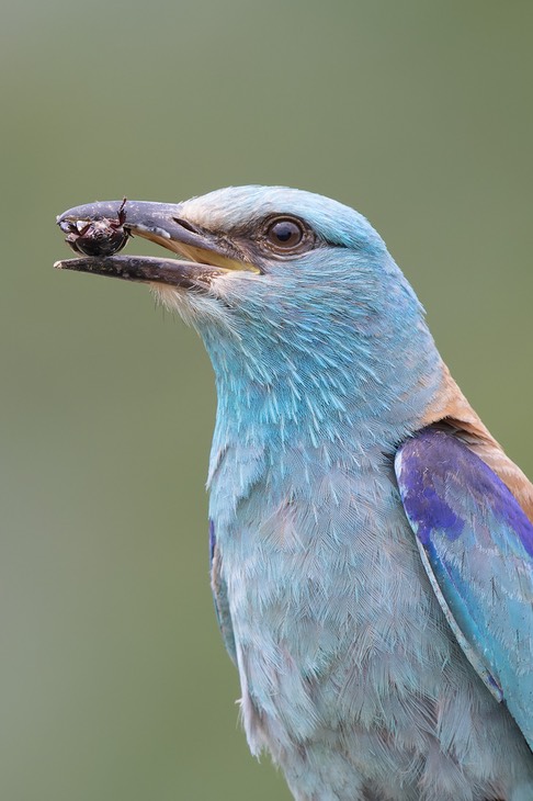 european roller