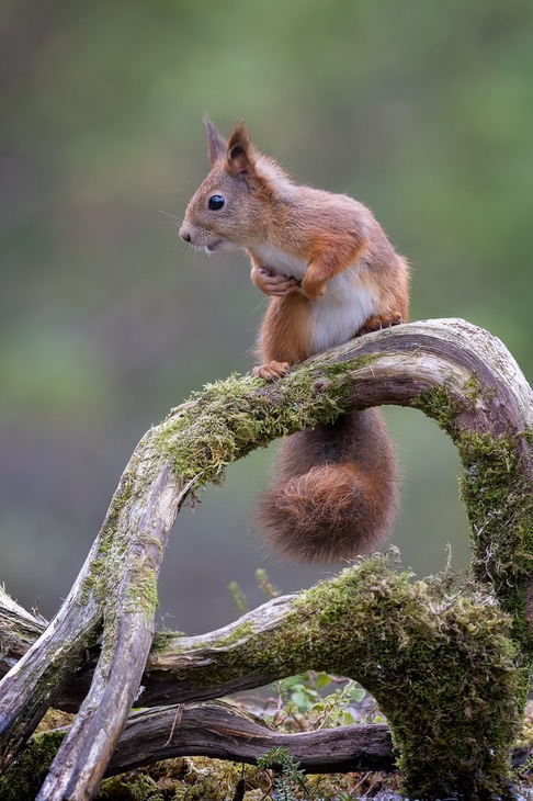 red squirrel