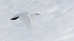 ptarmigan