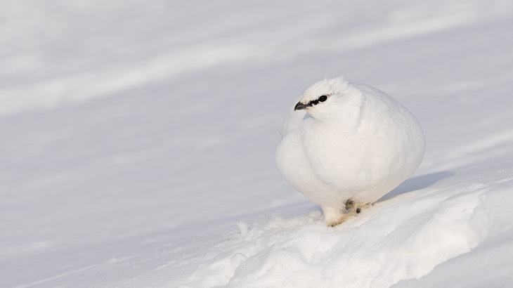 ptarmigan