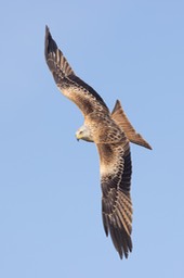 red kite