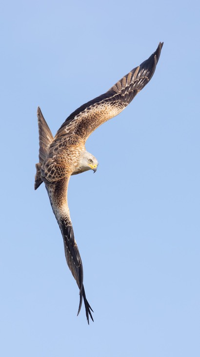 red kite