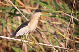 little bittern